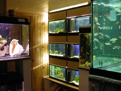 Vue des six bacs de 60 litres maintenant des couples de conchylicoles